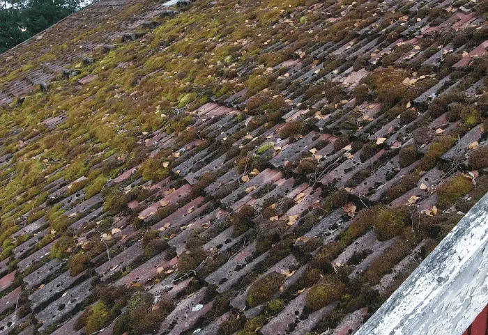 démoussage de toiture